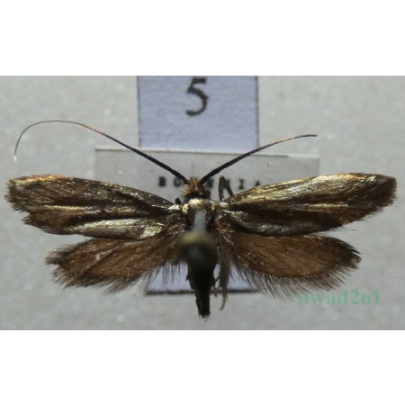 Adela reaumurella (Linnaeus, 1758) Wąsik zieloniaczek Czech5